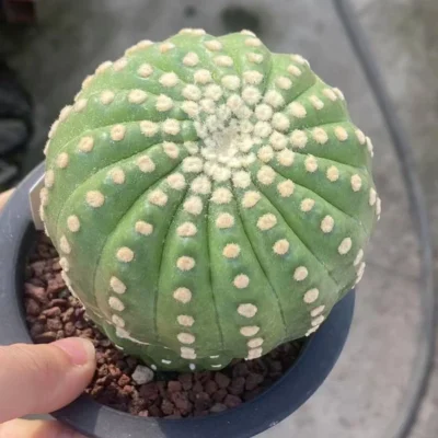 Notocactus uebelmannianus flowering cactus plants seedinggrowth WYSIWYG OLD