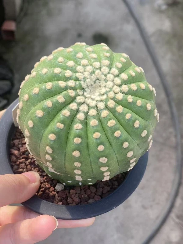 Notocactus uebelmannianus flowering cactus plants seedinggrowth WYSIWYG OLD