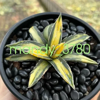Agave victoriae-reginae var Golden color Rareand beautiful succulent 6-8cm