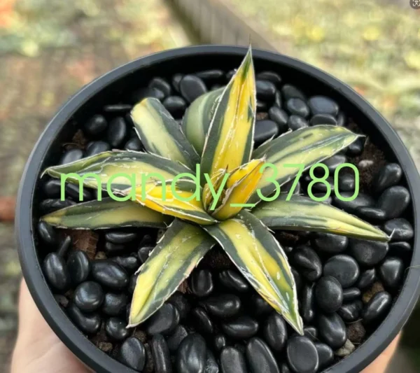 Agave victoriae-reginae var Golden color Rareand beautiful succulent 6-8cm