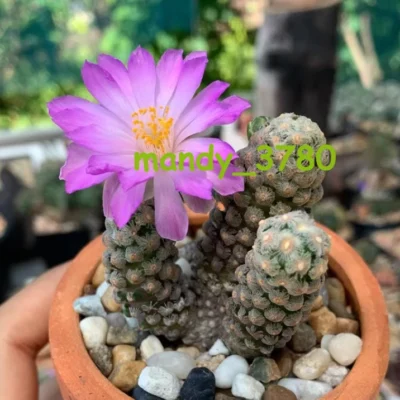 Mammillaria Theresae Multi-Head Succulent Cactus Plant Garden plant 3-4head