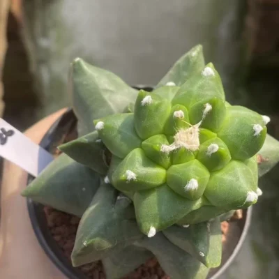 Multiple heads Astrophytum myriostygma 'Kikko' SeedGrown Plants WYSIWYG 36#