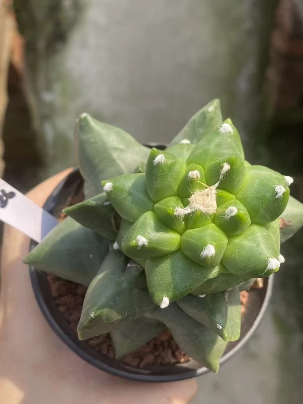 Multiple heads Astrophytum myriostygma 'Kikko' SeedGrown Plants WYSIWYG 36#