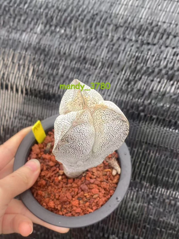 EXTRA high Astrophytum myriostigma cv. Onzuka columnare Cactus seedgrowth WYSIWY