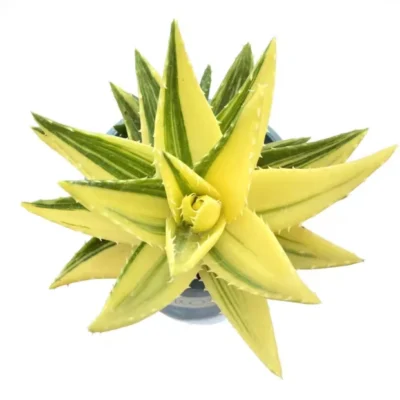 Aloe Nobilis "Gold Tooth" Variegata Succulent cactus plant home garden Plants