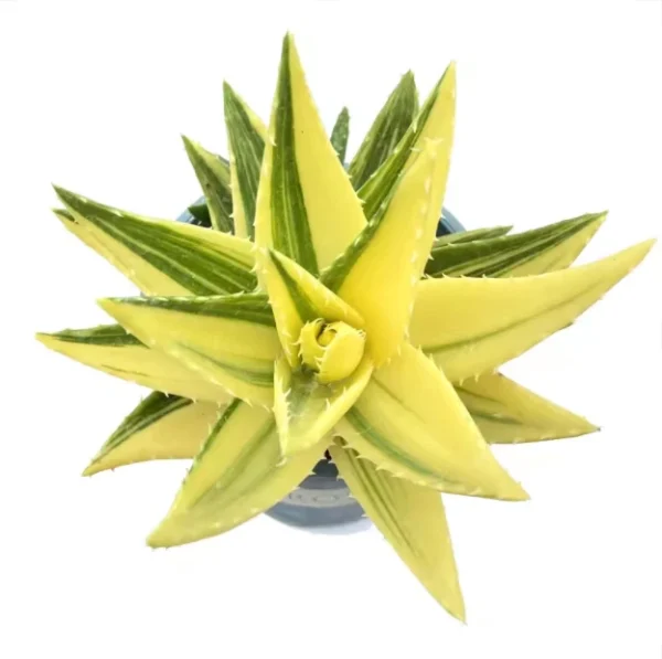 Aloe Nobilis "Gold Tooth" Variegata Succulent cactus plant home garden Plants