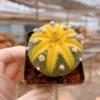 3PCS Astrophytum Asterias Variegated Cactaceae Succulent Cactus plant 3-4CM