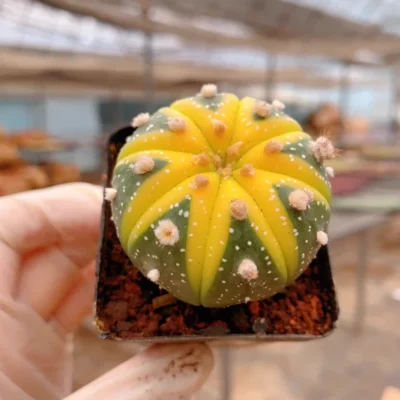 3PCS Astrophytum Asterias Variegated Cactaceae Succulent Cactus plant 3-4CM