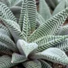 Haworthia limifulia var striata Rareexotic succulent plant aloe garden 5-7CM