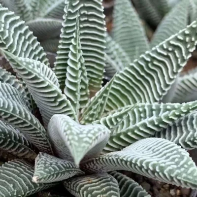Haworthia limifulia var striata Rareexotic succulent plant aloe garden 5-7CM