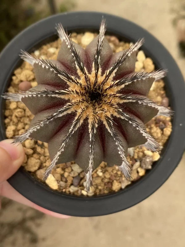 Rare Succulents Uebelmannia own root Garden decoration Plants cactus WYSIWYG