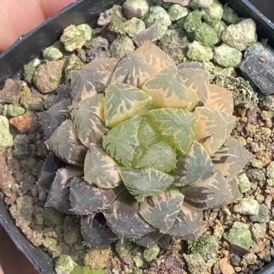 Haworthia Cooperi Red Rock variegate Succulent plant Liliaceae Home Garden