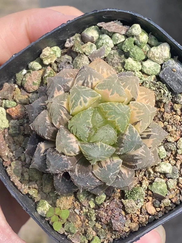 Haworthia Cooperi Red Rock variegate Succulent plant Liliaceae Home Garden