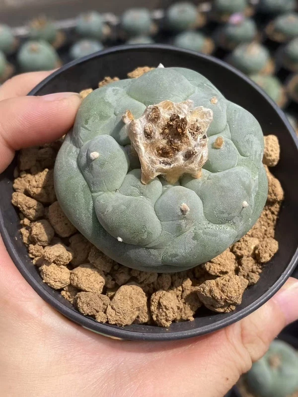 5.7CM RareSucculent Plant LF Cactus seedgrowth Garden Decor Boutique WYSIWYG 2