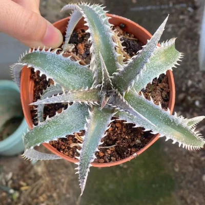 Dyckia platyphylla Raresucculent air plant exotic bromeliad agave 10-12CM