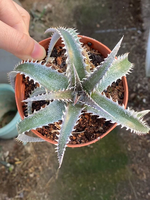 Dyckia platyphylla Raresucculent air plant exotic bromeliad agave 10-12CM
