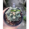 Astrophytum asterias Primitive succulent plants seedgrowth WYSIWYG11#