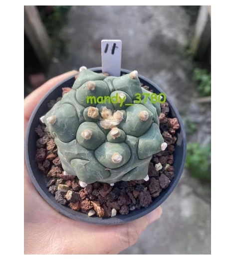 Astrophytum asterias Primitive succulent plants seedgrowth WYSIWYG11#