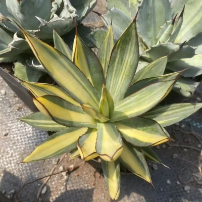 RareSucculents Agave Burnt Burgundy variegated Agavaceae Home Garden 8CM