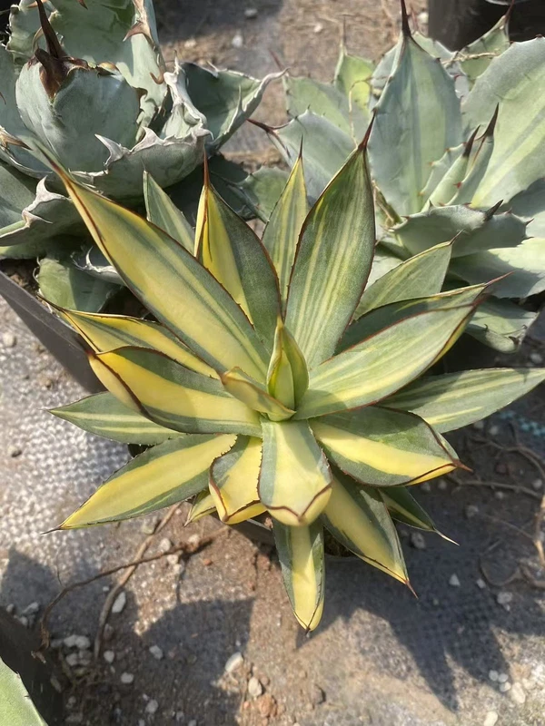 RareSucculents Agave Burnt Burgundy variegated Agavaceae Home Garden 8CM
