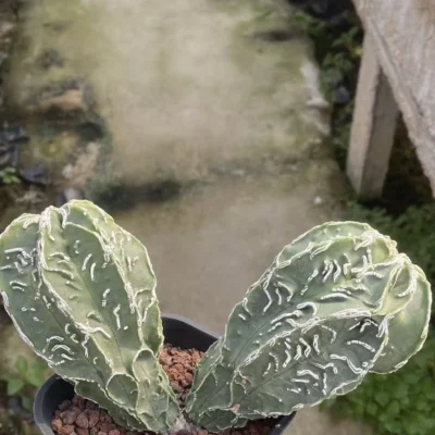 Astrophytum myriostigma cv. Fukuryu Seedgrown Raresuculents plants WYSIWYG 10.1