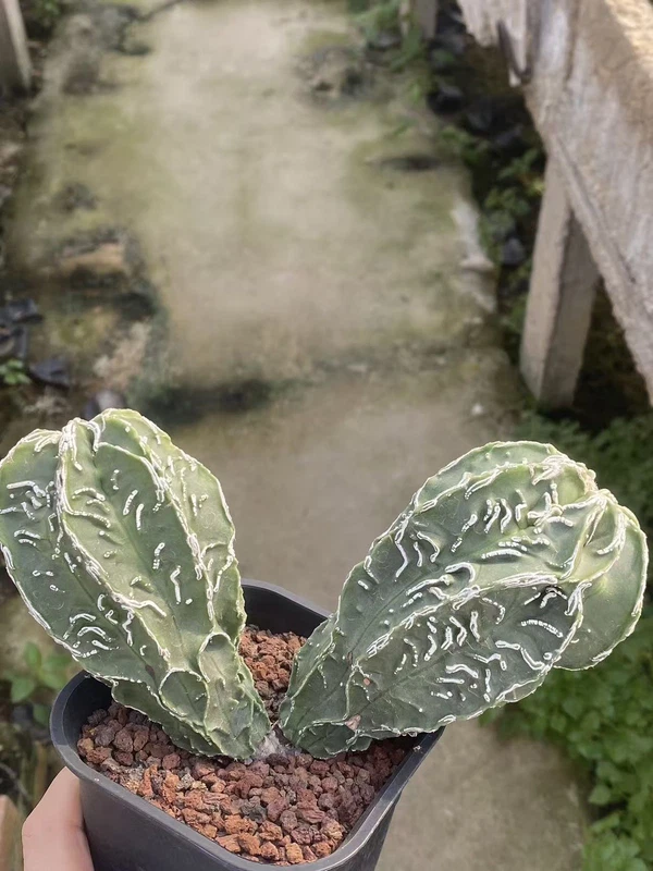 Astrophytum myriostigma cv. Fukuryu Seedgrown Raresuculents plants WYSIWYG 10.1