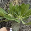Pachypodium brevicaule × densiflorum Raresucculent plants Hybird WYSIWYG K34