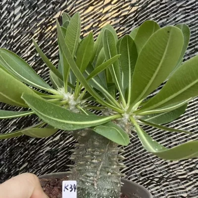 Pachypodium brevicaule × densiflorum Raresucculent plants Hybird WYSIWYG K34