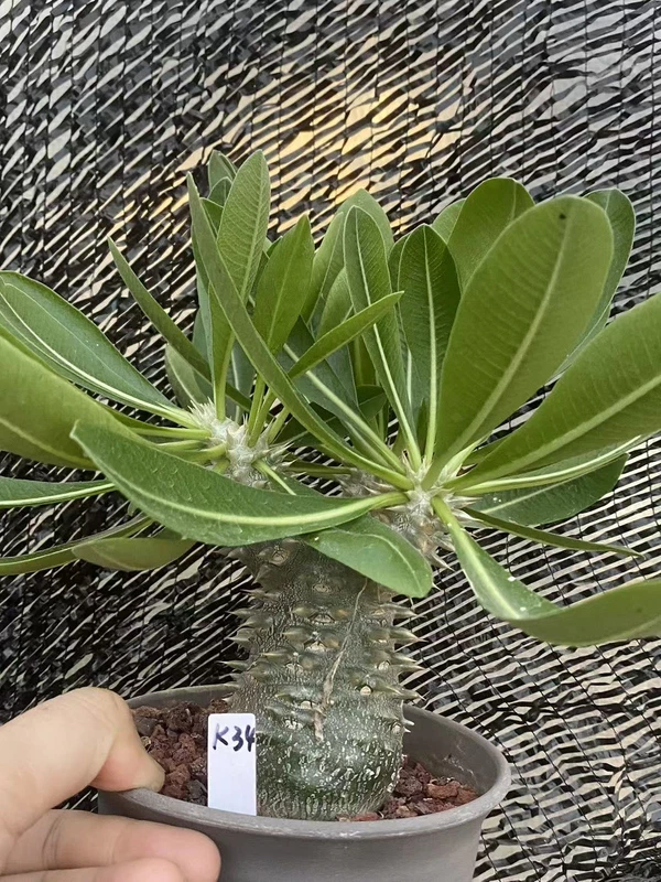 Pachypodium brevicaule × densiflorum Raresucculent plants Hybird WYSIWYG K34