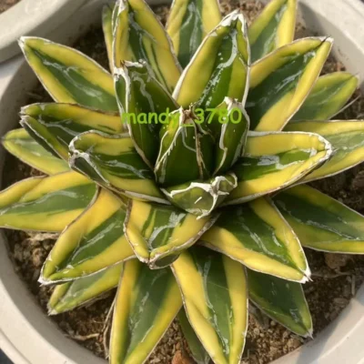 8-10cm Succulent plants Agave victoriae-reginae ‘Kizan’ Garden beautiful Plants