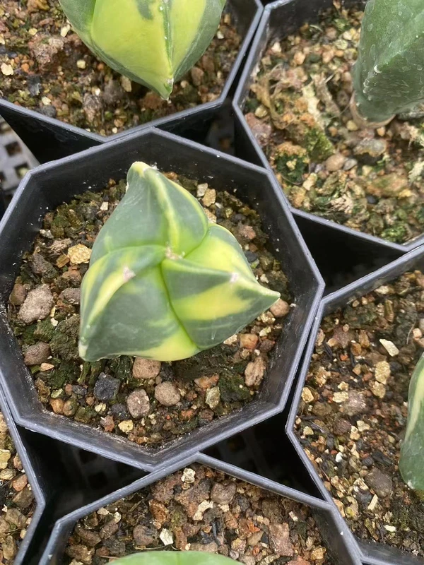 RareCactus Plants Astrophytum Myriostigma Variegated seedgrowth random 2-3CM