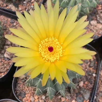 Raresucculent plant Notocactus buinningii cactus cacti seedgrowth 3-5CM