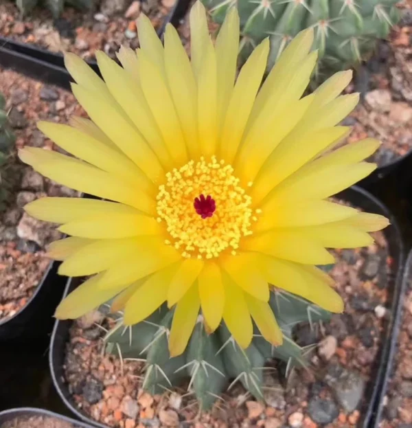 Raresucculent plant Notocactus buinningii cactus cacti seedgrowth 3-5CM