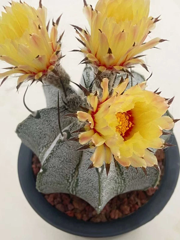 2PCS RareSucculent Plant Astrophytum capricorne var. nive（white +green ） 3-5CM