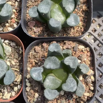 2PCS RareSucculents Haworthia Maughanii Garden Décor Boutique