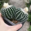 13.2CM Multi Heads Discocactus horstii Succulent cactus Plant seedgrowth WYSIWYG