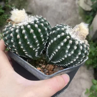 13.2CM Multi Heads Discocactus horstii Succulent cactus Plant seedgrowth WYSIWYG