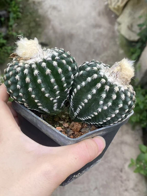 13.2CM Multi Heads Discocactus horstii Succulent cactus Plant seedgrowth WYSIWYG