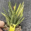 RareSucculent Plant Haworthia pumila Variegated WYSIWYG OwnRoot Boutiqu