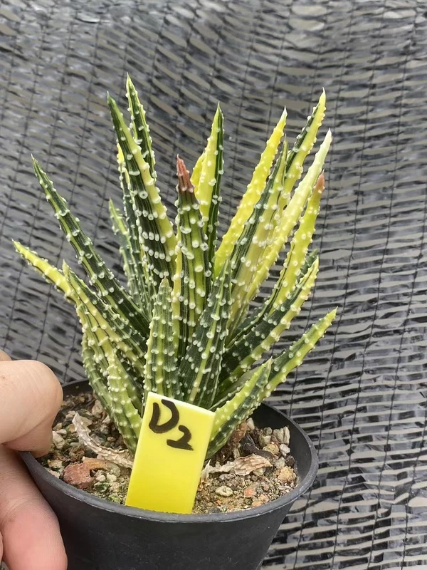 RareSucculent Plant Haworthia pumila Variegated WYSIWYG OwnRoot Boutiqu