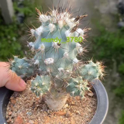 OLD Turbinicarpus gielsdorfianus Gymnocactus gielsdorfianus Cactus seedgrowth