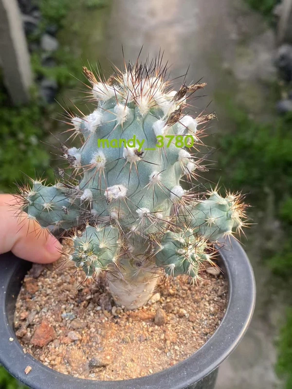 OLD Turbinicarpus gielsdorfianus Gymnocactus gielsdorfianus Cactus seedgrowth
