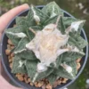 Ariocarpus Ariocarpus bravoanus subsp. hintonii seedgrowth WYSIWYG