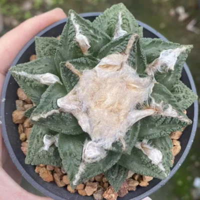 Ariocarpus Ariocarpus bravoanus subsp. hintonii seedgrowth WYSIWYG