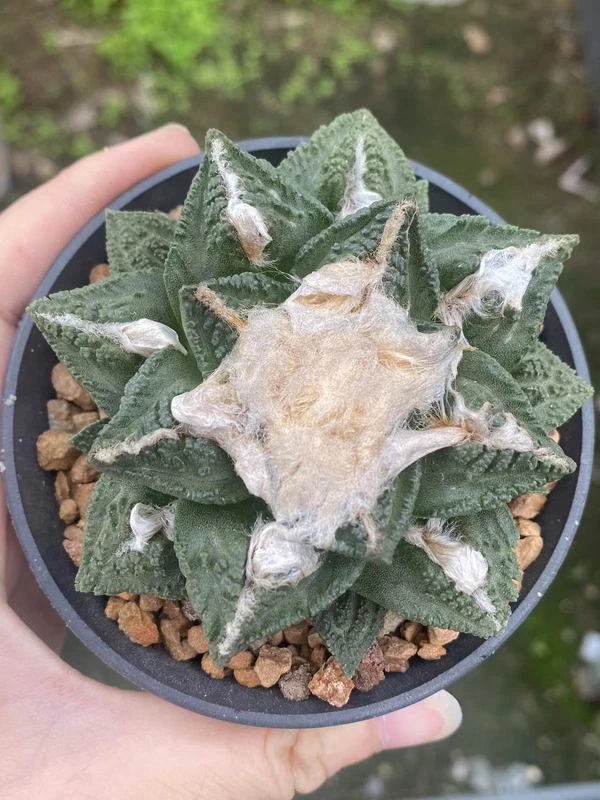 Ariocarpus Ariocarpus bravoanus subsp. hintonii seedgrowth WYSIWYG