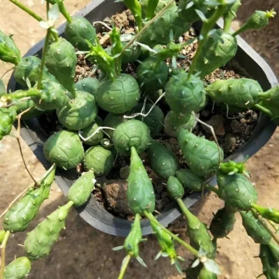 5PCS 6CM RareSucculent plant Euphorbia globosa Garden Decor boutique