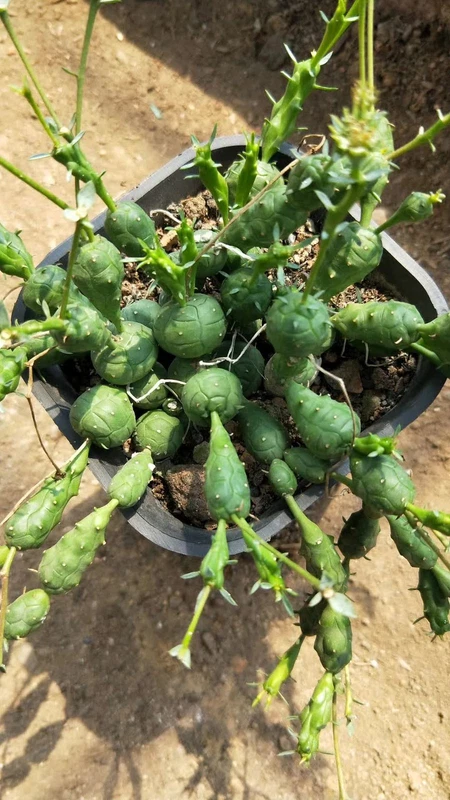 5PCS 6CM RareSucculent plant Euphorbia globosa Garden Decor boutique