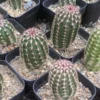 3PCS Echinocereus RareSucculent cactus plant seedgrowth Garden Décor Boutique