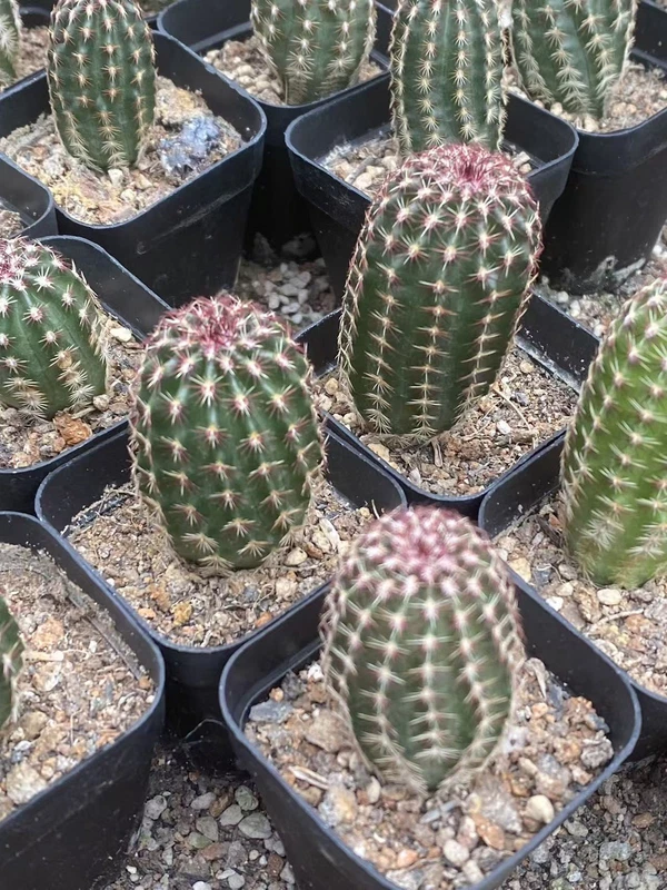 3PCS Echinocereus RareSucculent cactus plant seedgrowth Garden Décor Boutique