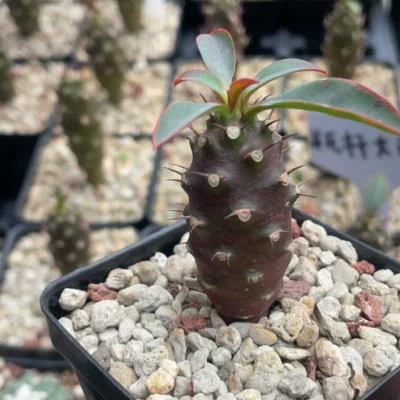 2PCS Euphorbia pachypodioides rarecactus succulent beautiful Plant